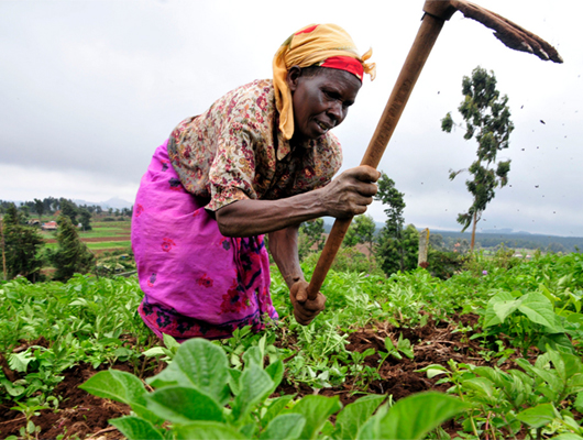 African farmers working together in the field