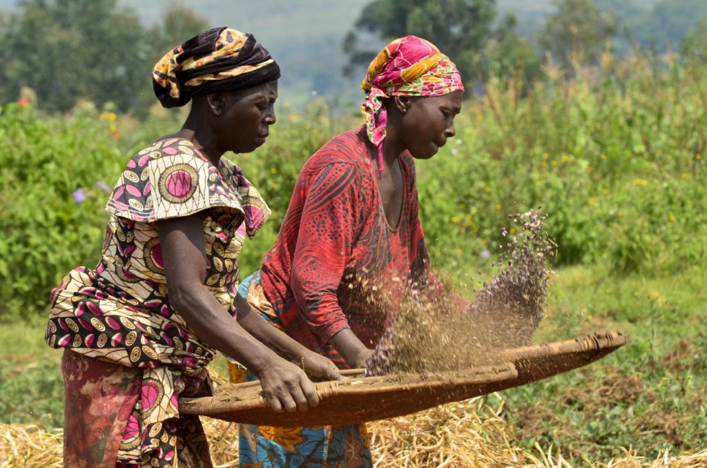 Farmers preparing the land for cultivation